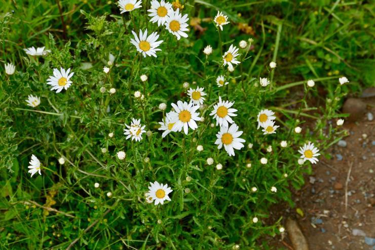 Verzorging van kamille in de tuin