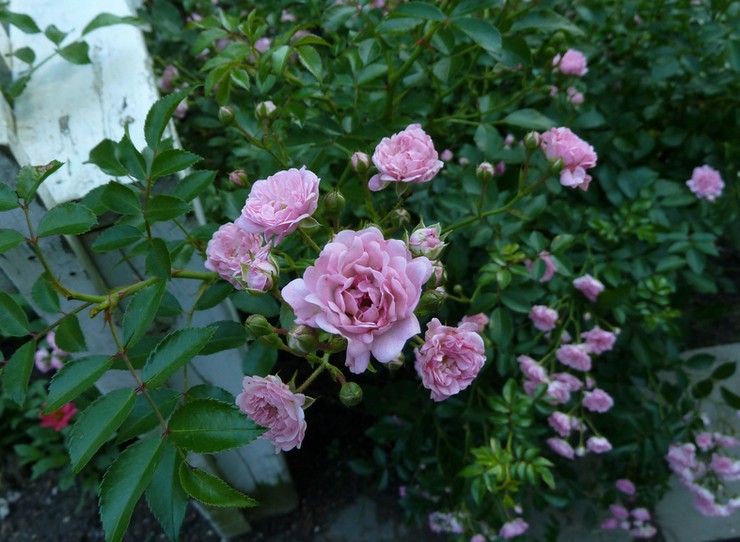 Pielęgnacja róż Polyanthus