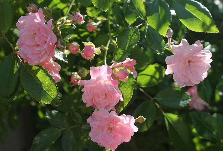 Rodzaje i odmiany róż polyanthus