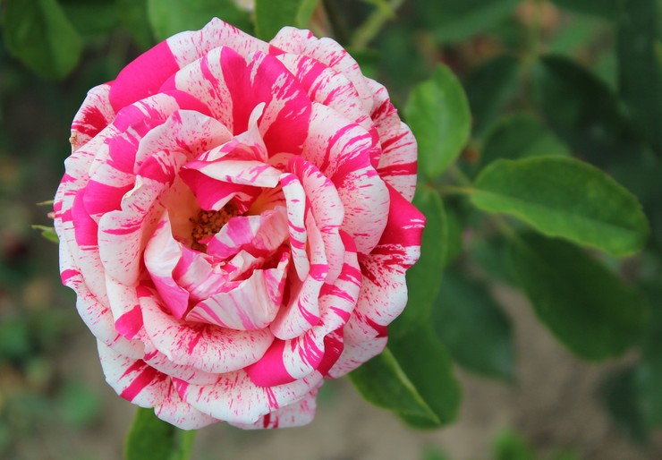 Papageno (Polyantha Rose Papageno)