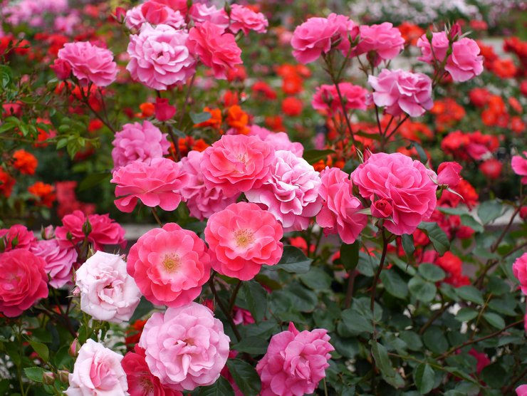 Róża Polyanthus - sadzenie i pielęgnacja na otwartym polu. Uprawa róży polyanthus z nasion. Opis, rodzaje. Zdjęcie