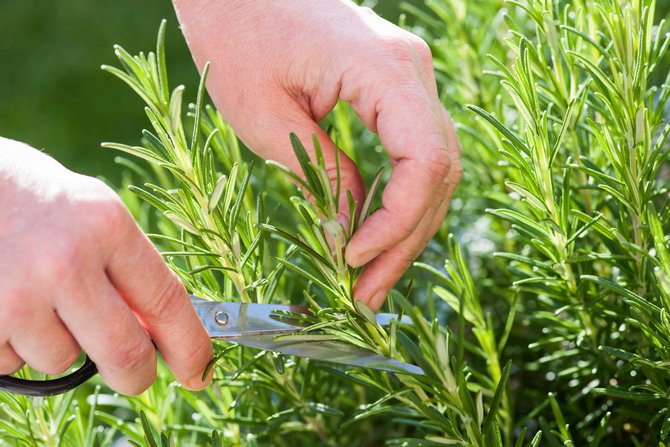 You can trim it a little in the spring, and also at the end of summer, but not necessarily