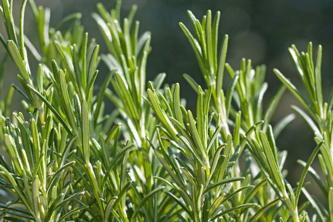 Benefits of rosemary