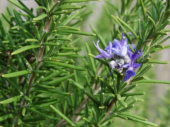 Rosemary. Growing at home