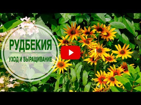 Какво да засадите в цветна леха? �� RUDBEKIA �� Характеристики на отглеждане