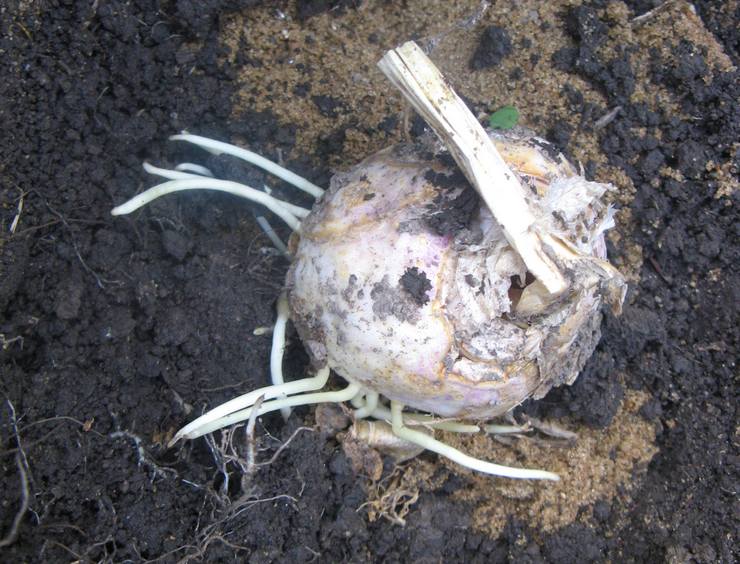 Planting hazel grouses in the open field