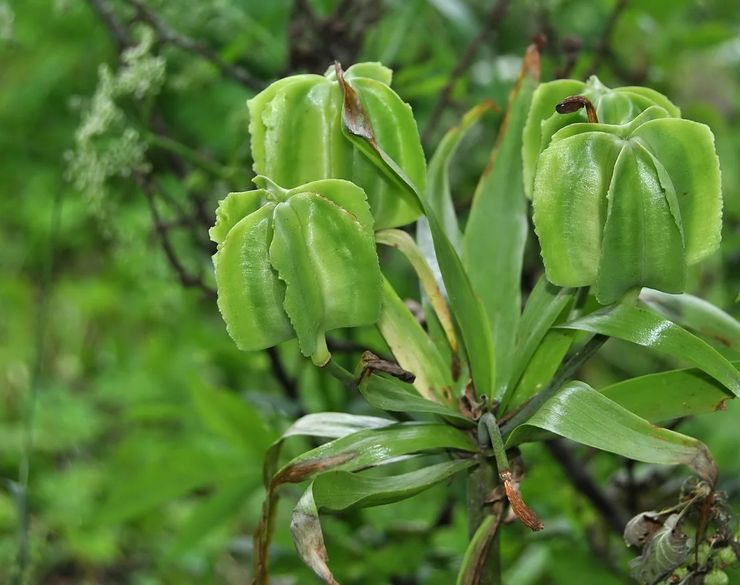 Hazel grouse after flowering