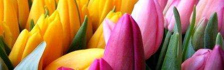 Jak uprawiać tulipany w domu do 8 marca?