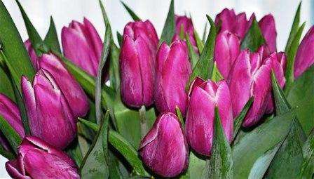 Kiedy sadzić tulipany, aby zakwitły 8 marca?