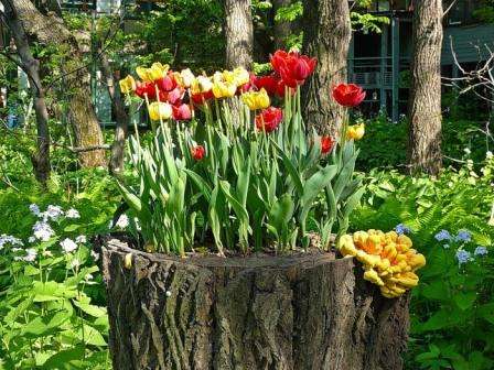 A flower bed from an old stump