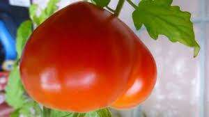 Podlewaj odmianę Budenovka natychmiast po posadzeniu dwa razy w tygodniu, a następnie zmniejsz ilość podlewania do jednego. Nie zapomnij okresowo poluzować ziemi, aw czasie upałów możesz nawet pokryć podstawę krzewu pomidora Budenovka sianem lub trocinami.