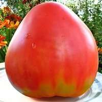 Charakterystyka pomidora Budenovka i opis odmiany