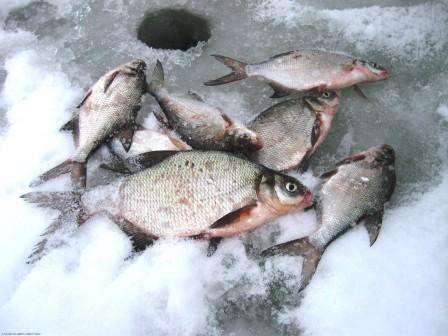 Hoe brasem in een reservoir voeren in de winter?