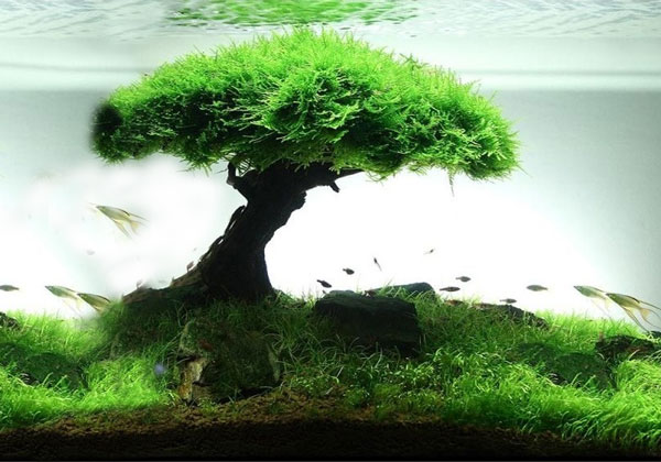 DIY aquarium decoration