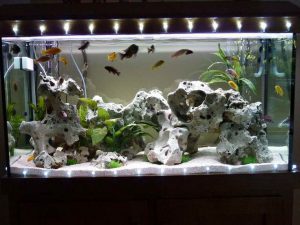 Homemade aquariums - available to everyone: a do-it-yourself aquarium at home: how to make glass, how to glue, video