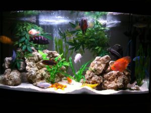 Homemade aquariums - available to everyone: a do-it-yourself aquarium at home: how to make glass, how to glue, video