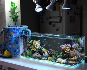 Homemade aquariums - available to everyone: a do-it-yourself aquarium at home: how to make glass, how to glue, video