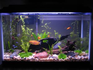 Homemade aquariums - available to everyone: a do-it-yourself aquarium at home: how to make glass, how to glue, video