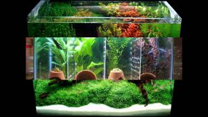 Homemade aquariums - available to everyone: a do-it-yourself aquarium at home: how to make glass, how to glue, video