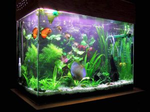 Homemade aquariums - available to everyone: a do-it-yourself aquarium at home: how to make glass, how to glue, video