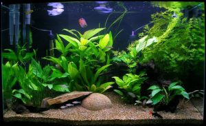 Homemade aquariums - available to everyone: a do-it-yourself aquarium at home: how to make glass, how to glue, video