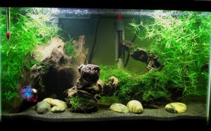 Homemade aquariums - available to everyone: a do-it-yourself aquarium at home: how to make glass, how to glue, video