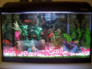 Homemade aquariums - available to everyone: a do-it-yourself aquarium at home: how to make glass, how to glue, video