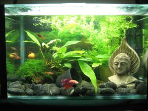 Homemade aquariums - available to everyone: a do-it-yourself aquarium at home: how to make glass, how to glue, video