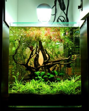 Homemade aquariums - available to everyone: a do-it-yourself aquarium at home: how to make glass, how to glue, video