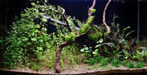 Homemade aquariums - available to everyone: a do-it-yourself aquarium at home: how to make glass, how to glue, video