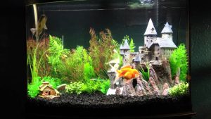 Homemade aquariums - available to everyone: a do-it-yourself aquarium at home: how to make glass, how to glue, video