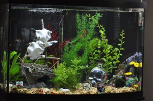 Homemade aquariums - available to everyone: a do-it-yourself aquarium at home: how to make glass, how to glue, video