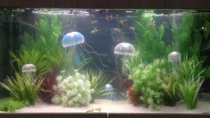 Homemade aquariums - available to everyone: a do-it-yourself aquarium at home: how to make glass, how to glue, video