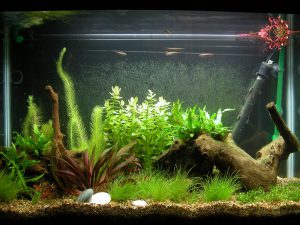 Homemade aquariums - available to everyone: a do-it-yourself aquarium at home: how to make glass, how to glue, video