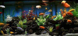 Homemade aquariums - available to everyone: a do-it-yourself aquarium at home: how to make glass, how to glue, video