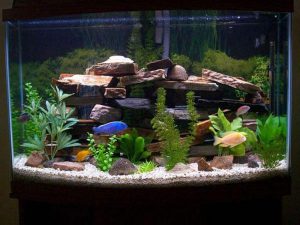 Homemade aquariums - available to everyone: a do-it-yourself aquarium at home: how to make glass, how to glue, video