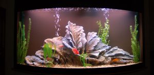 Homemade aquariums - available to everyone: a do-it-yourself aquarium at home: how to make glass, how to glue, video