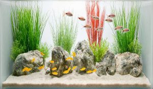 Homemade aquariums - available to everyone: a do-it-yourself aquarium at home: how to make glass, how to glue, video