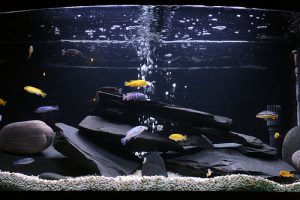 Homemade aquariums - available to everyone: a do-it-yourself aquarium at home: how to make glass, how to glue, video