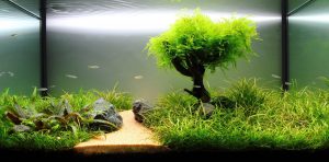 Homemade aquariums - available to everyone: a do-it-yourself aquarium at home: how to make glass, how to glue, video