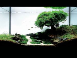 Homemade aquariums - available to everyone: a do-it-yourself aquarium at home: how to make glass, how to glue, video