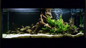 Homemade aquariums - available to everyone: a do-it-yourself aquarium at home: how to make glass, how to glue, video