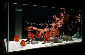 Homemade aquariums - available to everyone: a do-it-yourself aquarium at home: how to make glass, how to glue, video