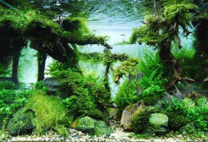 Homemade aquariums - available to everyone: a do-it-yourself aquarium at home: how to make glass, how to glue, video