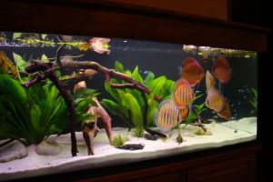 Homemade aquariums - available to everyone: a do-it-yourself aquarium at home: how to make glass, how to glue, video