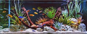 Homemade aquariums - available to everyone: a do-it-yourself aquarium at home: how to make glass, how to glue, video