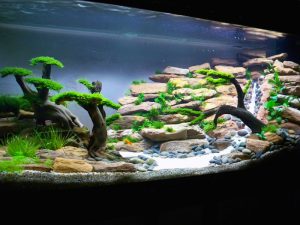 Homemade aquariums - available to everyone: a do-it-yourself aquarium at home: how to make glass, how to glue, video