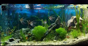 Homemade aquariums - available to everyone: a do-it-yourself aquarium at home: how to make glass, how to glue, video