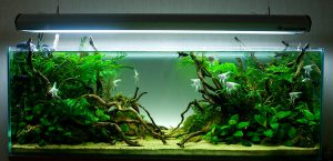 Homemade aquariums - available to everyone: a do-it-yourself aquarium at home: how to make glass, how to glue, video