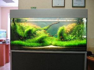 Homemade aquariums - available to everyone: a do-it-yourself aquarium at home: how to make glass, how to glue, video